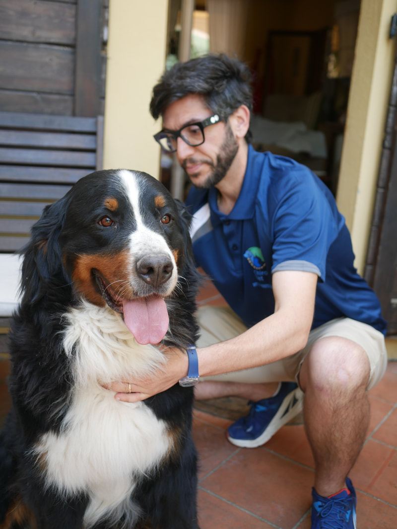 Chiropratica veterinaria per cani ad Ancona