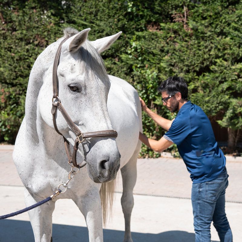 Chiropratica veterinaria per cavalli nelle Marche