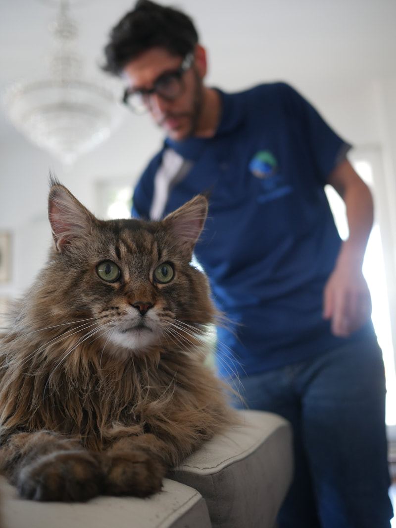 Chiropratica veterinaria per gatti
